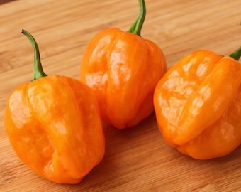 Scotch Bonnet Orange Pepper Seeds 15+ – Hot Caribbean Chili – Fruity Heat – Rare Heirloom Variety