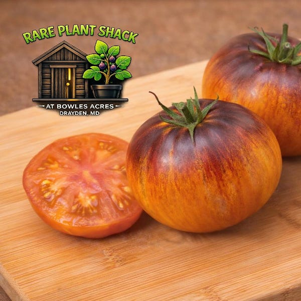 Alice’s Dream Heirloom Tomato Seeds – Bi-Color Slicing Garden Variety (20+ Count)