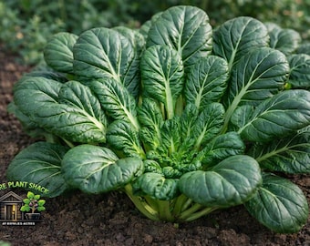 Tat Soi Black Knight Seeds – Cold Hardy Asian Green, Fast Growing (1 Gram)