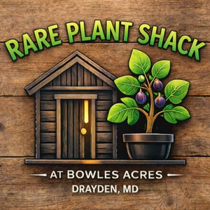 Black Nebula Carrot Seeds – Deep Purple Carrots, Rare Heirloom | High Antioxidants immagine 3