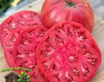 Organic Watermelon Beefsteak Tomato Seeds 35+ | Rare Pink Heirloom Slicer