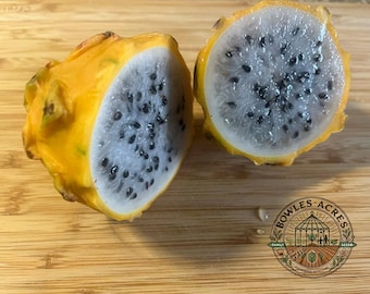 Yellow Dragon Fruit Seeds | 25+ | Sweetest Pitaya Variety | Bowles Acres