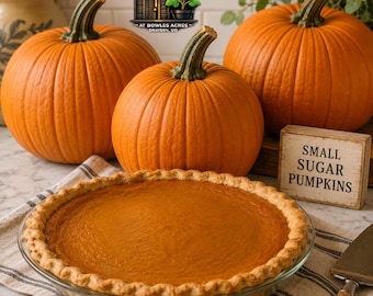 Organic Sugar Pumpkin Seeds | Heirloom Pie Pumpkin, Baking, Fall Garden (15+ Count)