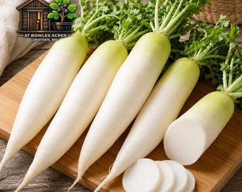 Daikon Radish Seeds 150+ | White Japanese, Fall Garden Vegetable