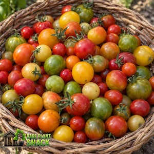 May include: A woven wicker basket filled with a variety of fresh cherry tomatoes in shades of red, orange, yellow, and green. The tomatoes have green stems attached. A logo in the bottom left corner reads Rare Plant Shack.