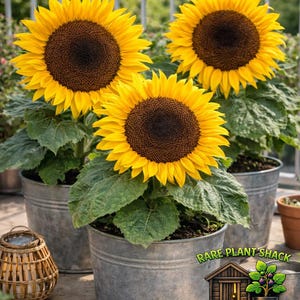 Urban Garden Seed - Etsy