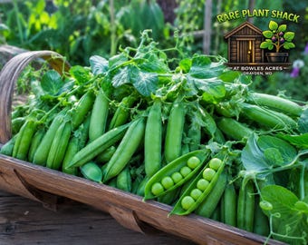 Sugar Daddy Pea Seeds – Organic Snap Peas, Stringless Garden Favorite