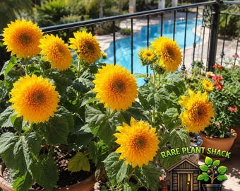 Sungold Dwarf Sunflower Seeds (15+ count) | Teddy Bear Sunflower, Compact Golden Blooms