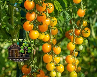 Gold Nugget Cherry Tomato Seeds 20+ | Dwarf Heirloom | Container Gardening