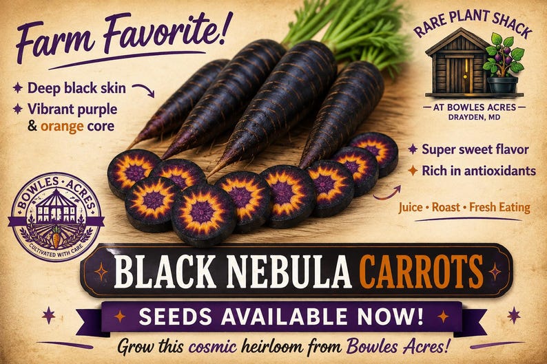 Black Nebula Carrot Seeds – Deep Purple Carrots, Rare Heirloom | High Antioxidants immagine 2
