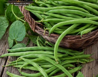 Kentucky Wonder Bean Seeds – Organic Pole Bean, Classic Heirloom Garden Favorite