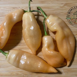 Sugar Rush Peach Pepper Seeds | 15+ Count | Hot Heirloom Chili Pepper | Organic Non-GMO