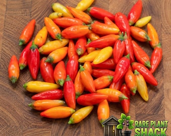Tabasco Pepper Seeds 30+ | Hot Heirloom Chili, Classic Sauce Pepper