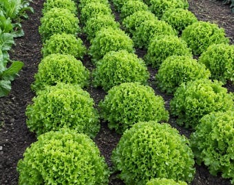 Salad Bowl Green Lettuce Seeds 100+ | Loose Leaf Heirloom, Tender Garden Greens