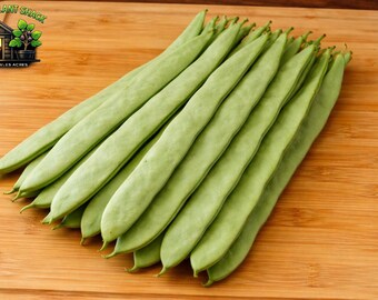 Qing Bian Pole Bean Seeds – Long Asian Green Beans – High Yield Climbing  Romano Variety