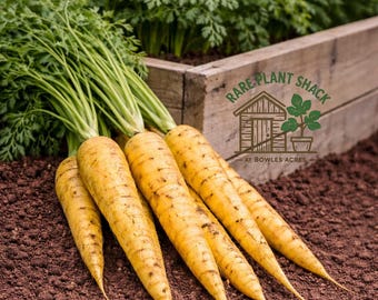 Jaune Obtuse du Doubs Carrot Seeds 50+ | Yellow French Heirloom, Open-Pollinated