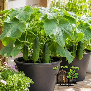 May include: Potted cucumber plants with large green leaves and several developing cucumbers. The plants are in black pots, with the text "Rare Plant Shack" and a logo visible. The image showcases a home gardening theme.