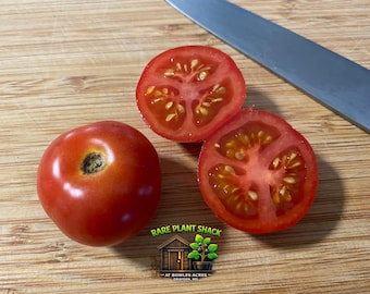 Florida Petite Tomato Seeds 15+ | Micro Dwarf Patio Tomato for Containers