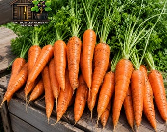 Danvers 126 Carrot Seeds 120+ | Classic Orange Carrots, Heirloom Garden Favorite