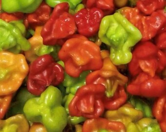Cambuci Pepper Seeds – Rare Brazilian Sweet Pepper – Unique Squash Shape, Heirloom Variety