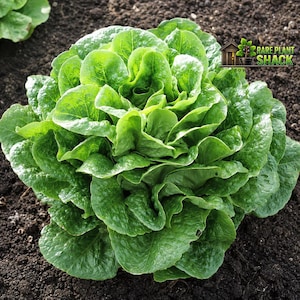 May include: A vibrant green head of butterhead lettuce with tightly packed, ruffled leaves growing directly from dark soil. The plant features a dense, rounded structure with glossy, overlapping foliage. A logo for Rare Plant Shack is visible.