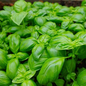 Sweet Basil Seeds (30+ Count) – Organic, Non-GMO, Heirloom Seeds from Bowles Acres