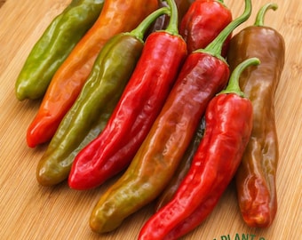 Italian Peperoncino Pepper Seeds | Traditional Italian Chili | Rare