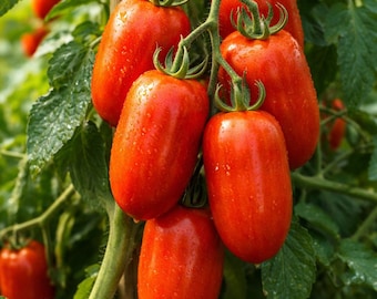 Italian Paste Tomato Seeds 30+ (San Marzano-Type, OP) | Heirloom Sauce Tomato