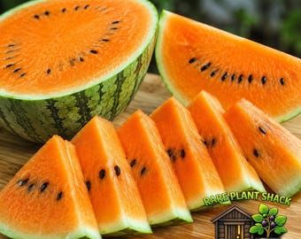 Tendersweet Orange Watermelon Seeds 15+ | Orange Flesh Heirloom, Sweet Melon