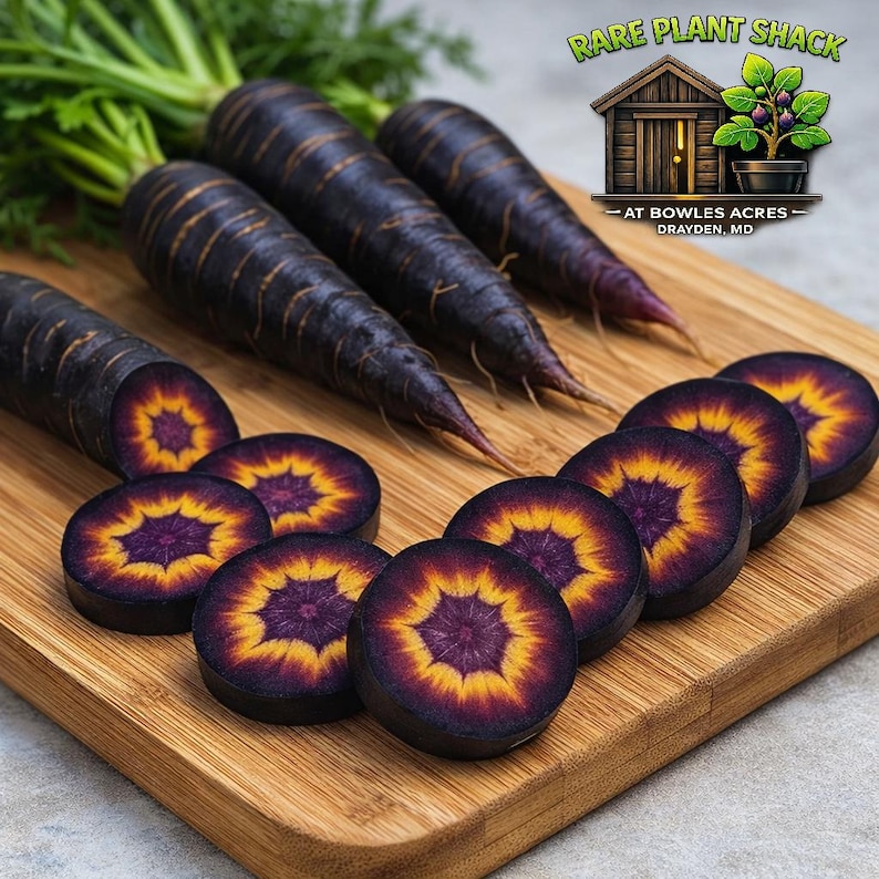 Black Nebula Carrot Seeds – Deep Purple Carrots, Rare Heirloom | High Antioxidants immagine 1