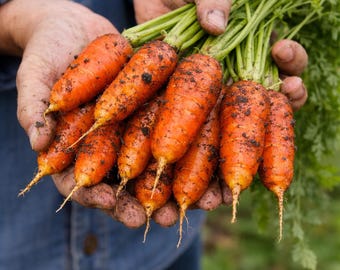 New Kuroda Carrot Seeds 100+ | Sweet Heirloom Carrots