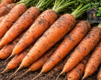 Autumn King Carrot Seeds Flakkee Heirloom Large Storage Carrots Garden Seeds