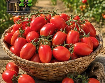 Rio Grande Tomato Seeds 35+ | Roma Paste, Sauce, Canning Favorite, Determinate