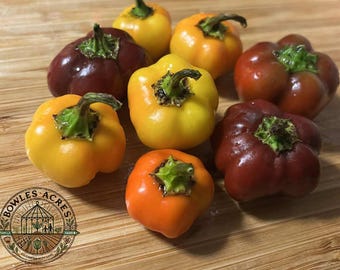 Mini Bell Pepper Seeds 35+ | Sweet Colorful Peppers, Compact Garden Variety