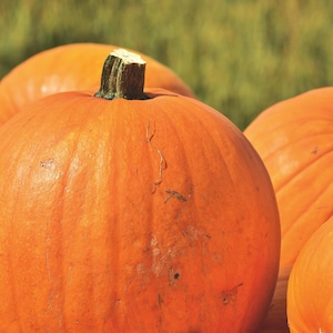 Mammoth Gold Pumpkin Seeds: Organic Heirloom Giant Pumpkins