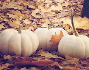 White Mini Pumpkins | Baby Boo Pumpkin Seeds | Rare Heirloom