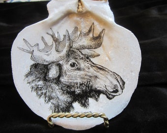 MAINE MOOSE on local Scallop Shell