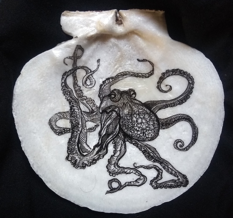 Octopus on Maine Scallop Shell image 1