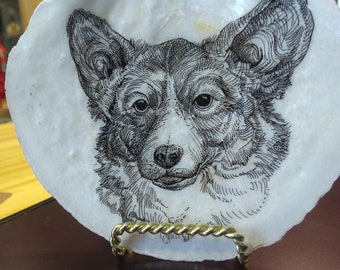 Corgi on Maine Scallop Shell