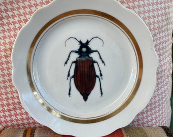 Wall decor: insects, bug, beetle plate