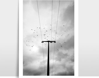 A4 Print / Fotografie "Vogels"