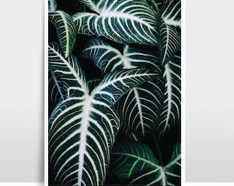 A4 Print / Photographie « Jungle 2 »