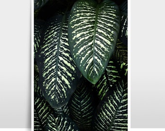 A3 Print / Photographie « Jungle 1 »