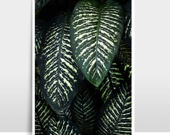 A3 Print / Fotografie "Jungle 1"