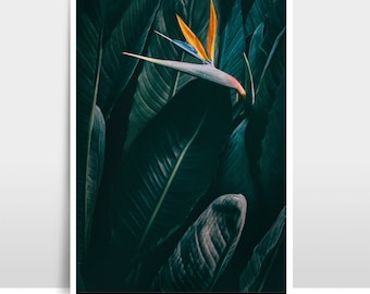 A4 Print / Fotografie "Bird of paradise"