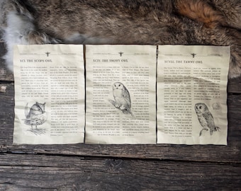 3 Magical Beasts Inspired Pages - Types of Owls