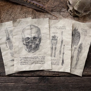 4 Anatomical Studies Pages - Set I - Leonardo da Vinci Inspired Anatomy Journal Entries