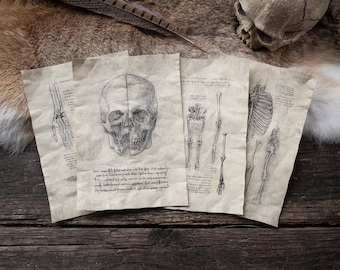 4 Pagine di Studi Anatomici - Set I - Voci di diario di anatomia ispirate a Leonardo da Vinci