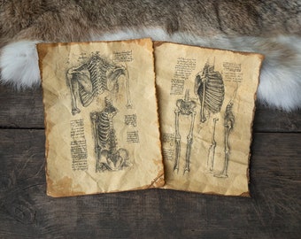 Pagine di studi anatomici dello scheletro - Voci del diario di anatomia ispirate a Leonardo da Vinci