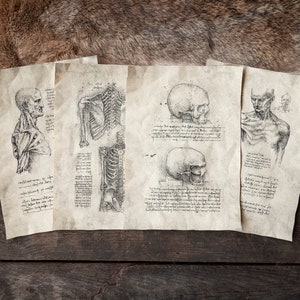 May include: Five pages of anatomical drawings on aged paper, depicting the human skeleton and musculature. The drawings are in black ink and are detailed and realistic.